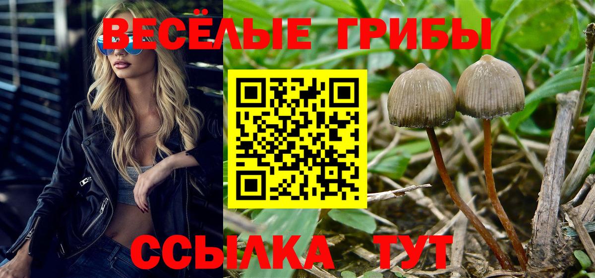 Павловский Посад  Псилоцибиновые грибы MAGIC MUSHROOMS  Вход с VPN  Галлюциногенные грибы Psilocybe 